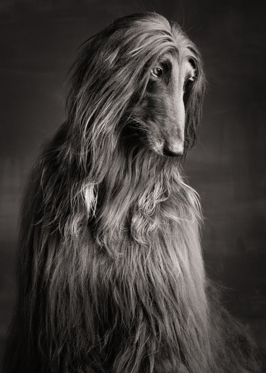 Afghan hound Portrait B&W
